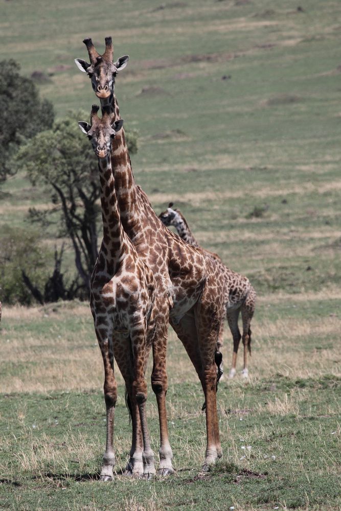 Giraffengruppe in der Masai Mara