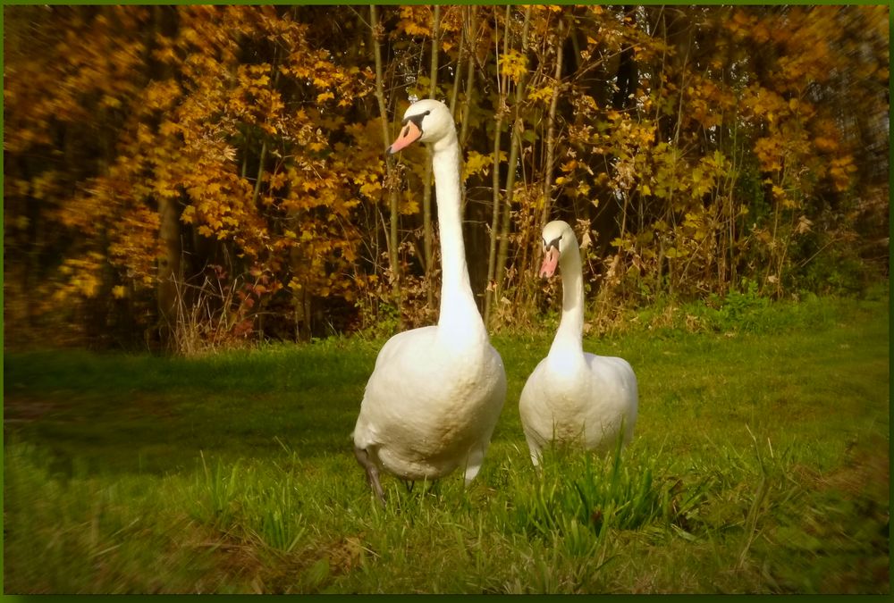 Giraffenhals Wasservogel