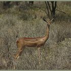 Giraffenhalsgazelle