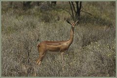 Giraffenhalsgazelle