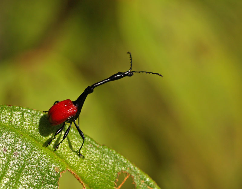 Giraffenhalskäfer (Trachelophorus giraffa) Madagaskar