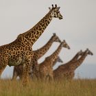 Giraffenherde