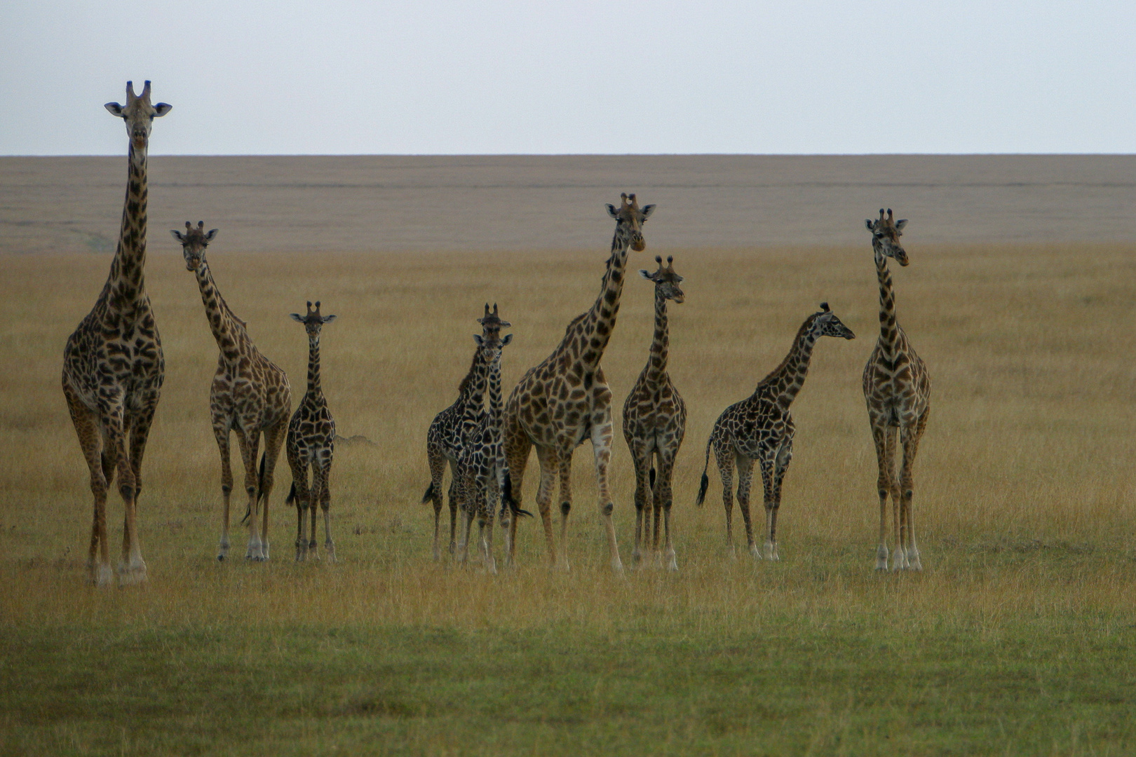 Giraffenherde beim Spaziergang