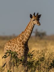 Giraffenjunges