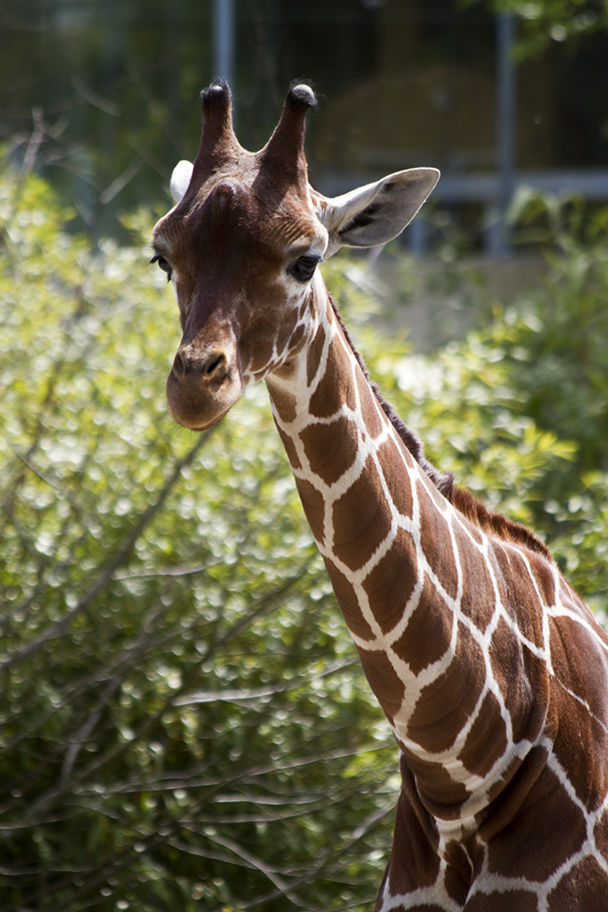 Giraffenjunges im Duisburger Zoo