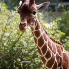 Giraffenjunges im Duisburger Zoo