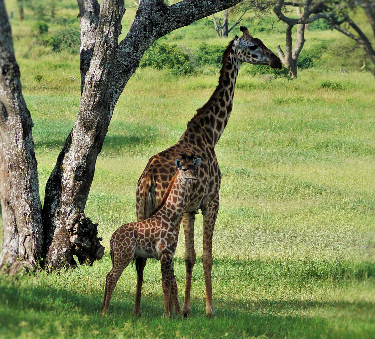 Giraffenjunges mit Mutter