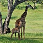 Giraffenjunges mit Mutter