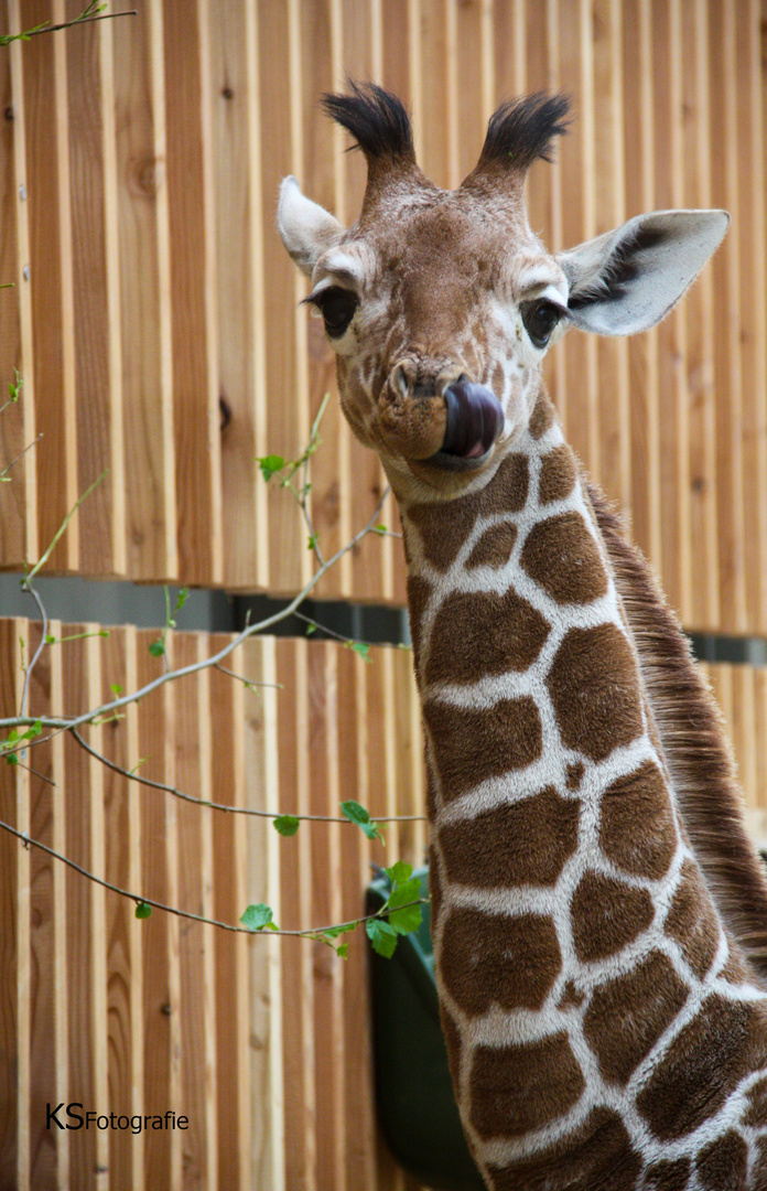 Giraffenjunges "Naledi" - ein bißchen Sauberkeit muss schon sein ;)