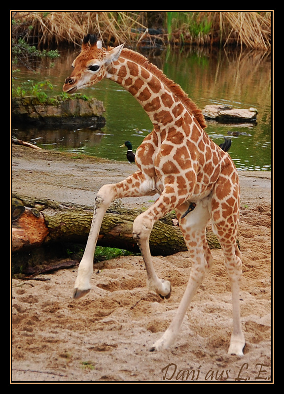 Giraffenjungtier