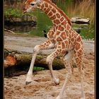Giraffenjungtier