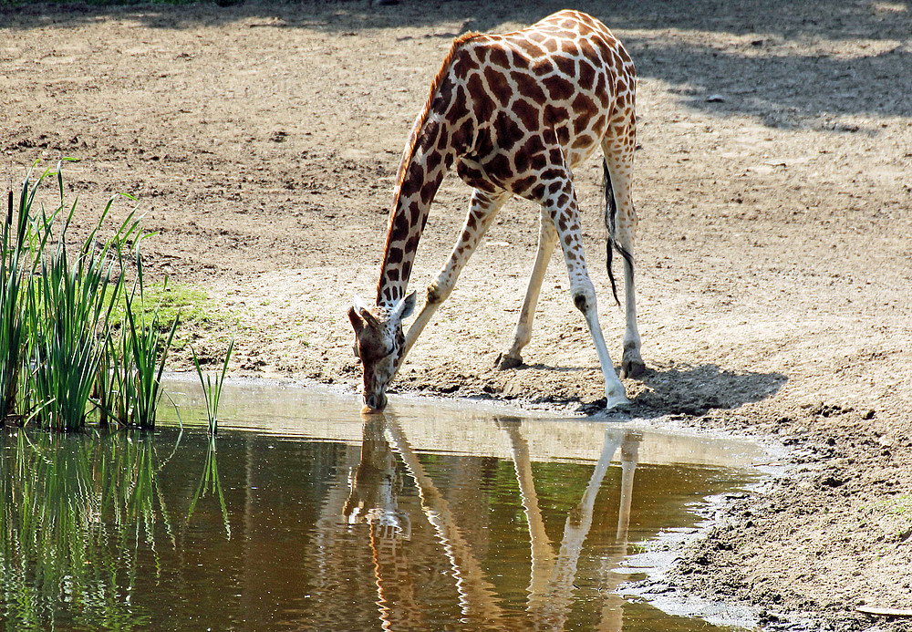 Giraffenjungtier in Burgers Zoo, Arnheim