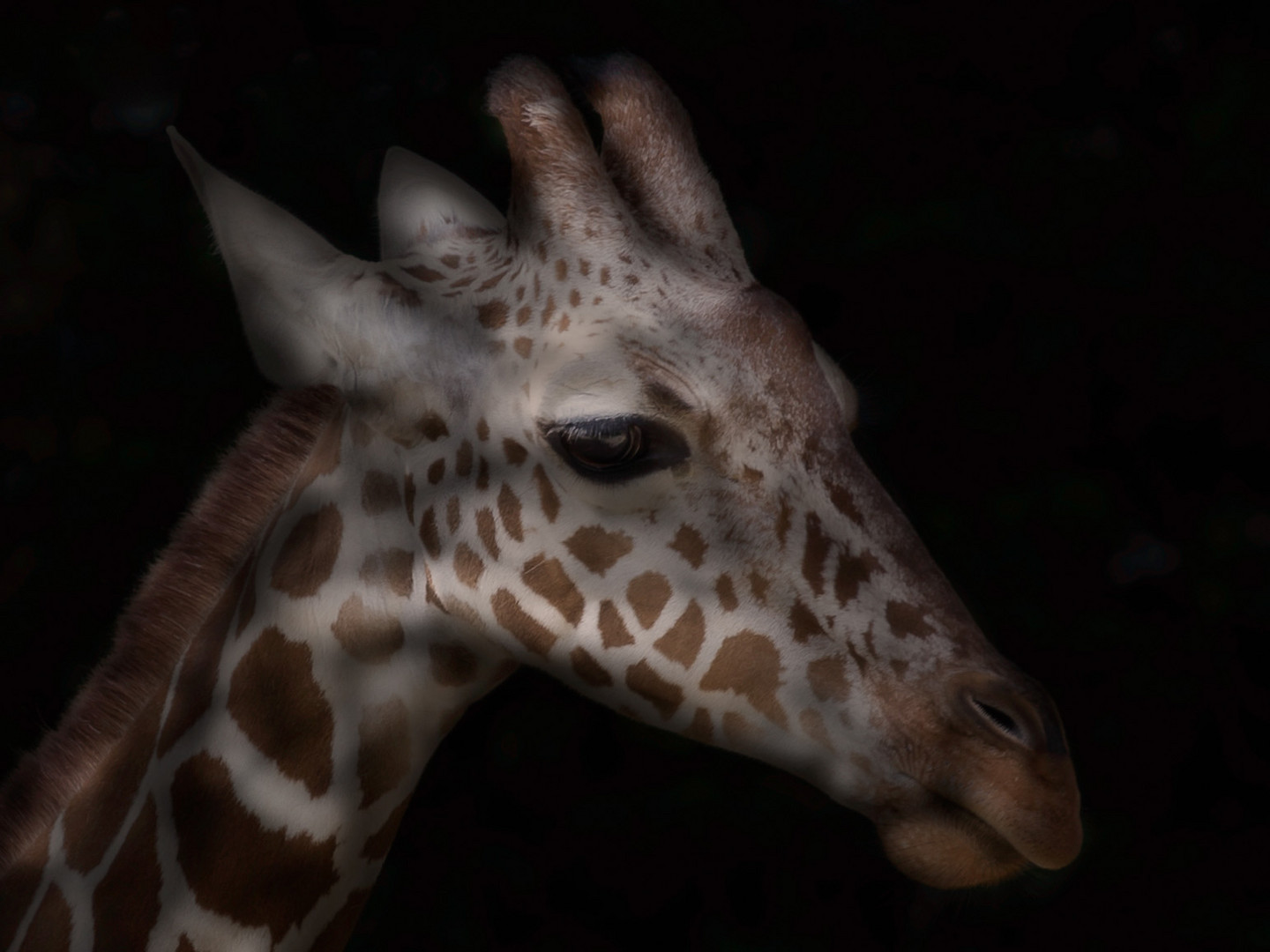 Giraffenkind