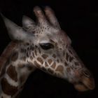 Giraffenkind