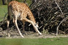 Giraffenkind