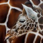 Giraffenkind