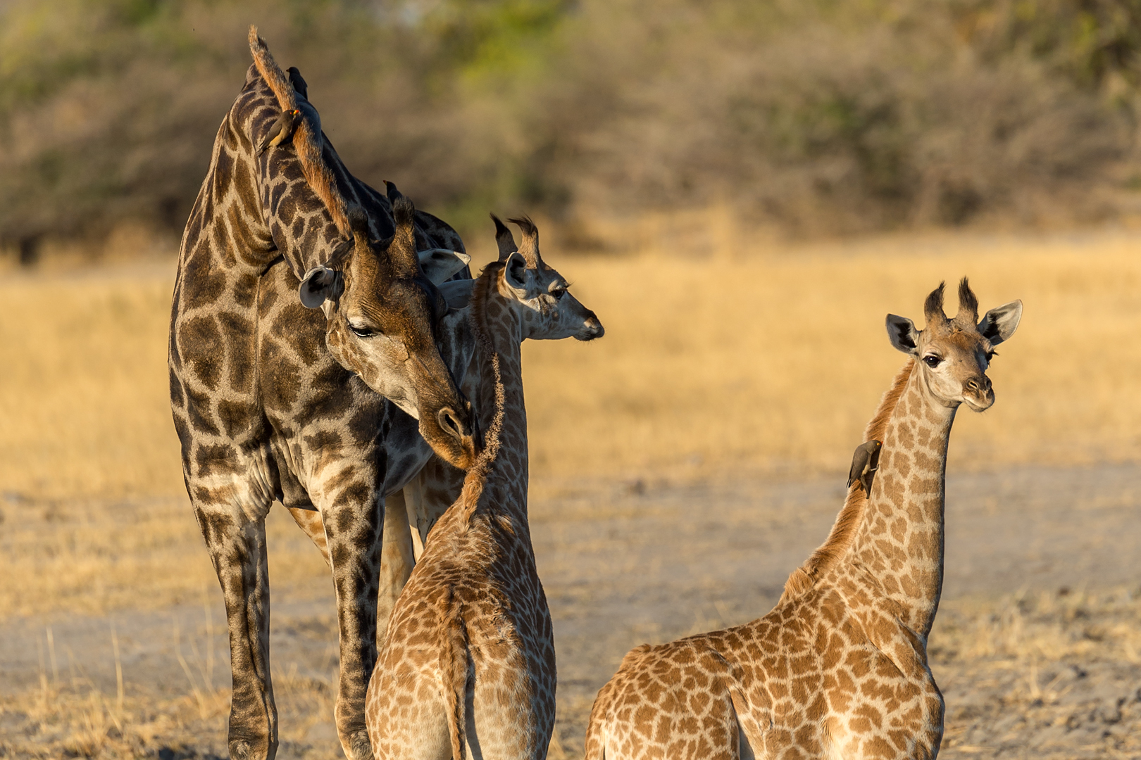 Giraffenkinder