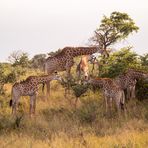 Giraffenkindergarten