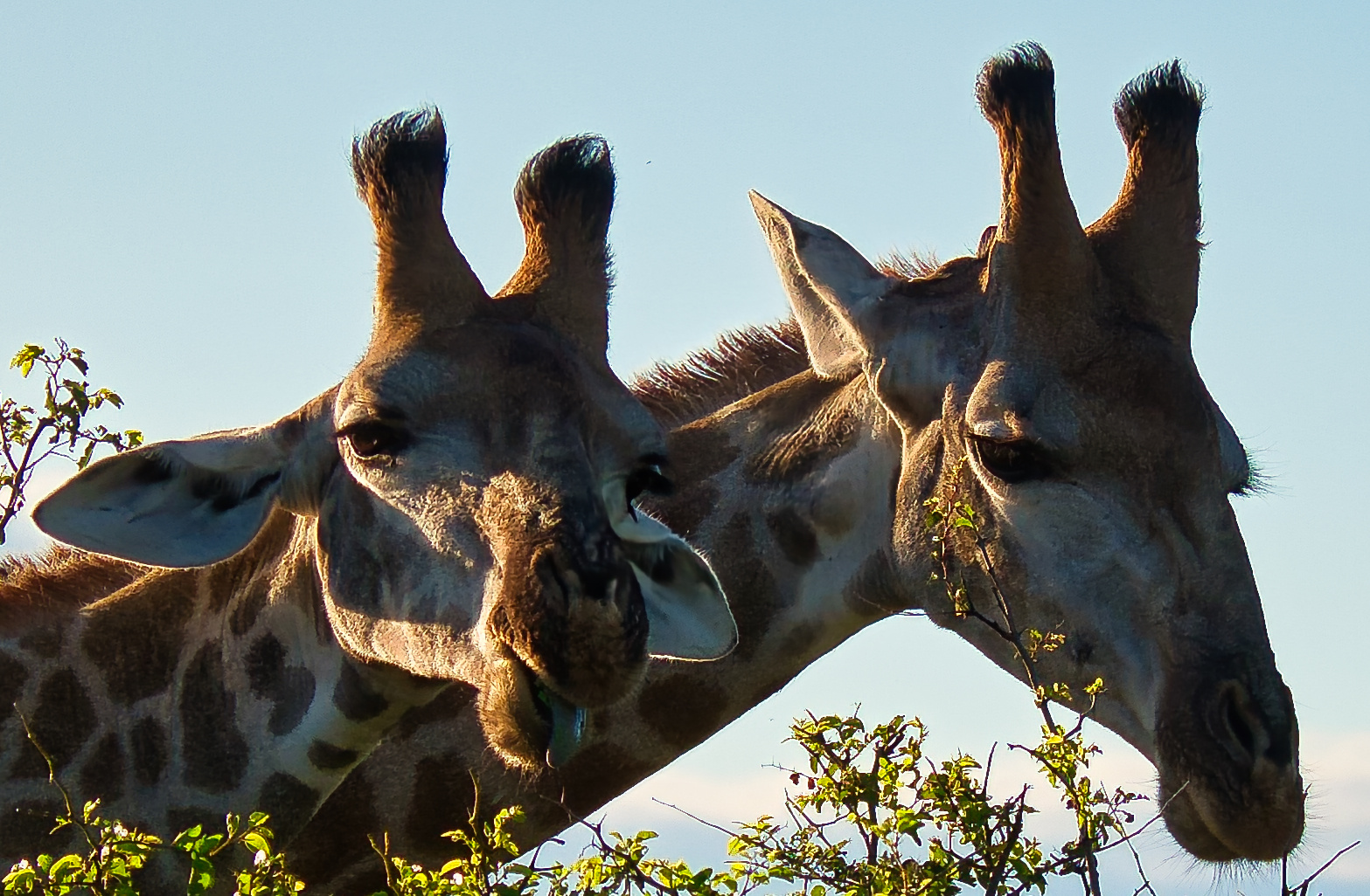 Giraffenköpfe