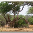 giraffenkränzchen