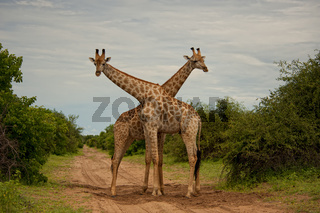 Giraffenkreuz