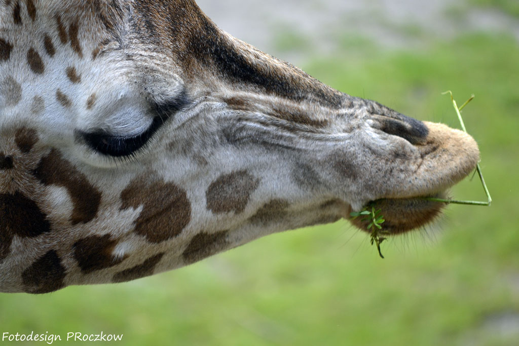 Giraffenkussmund