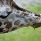 Giraffenkussmund