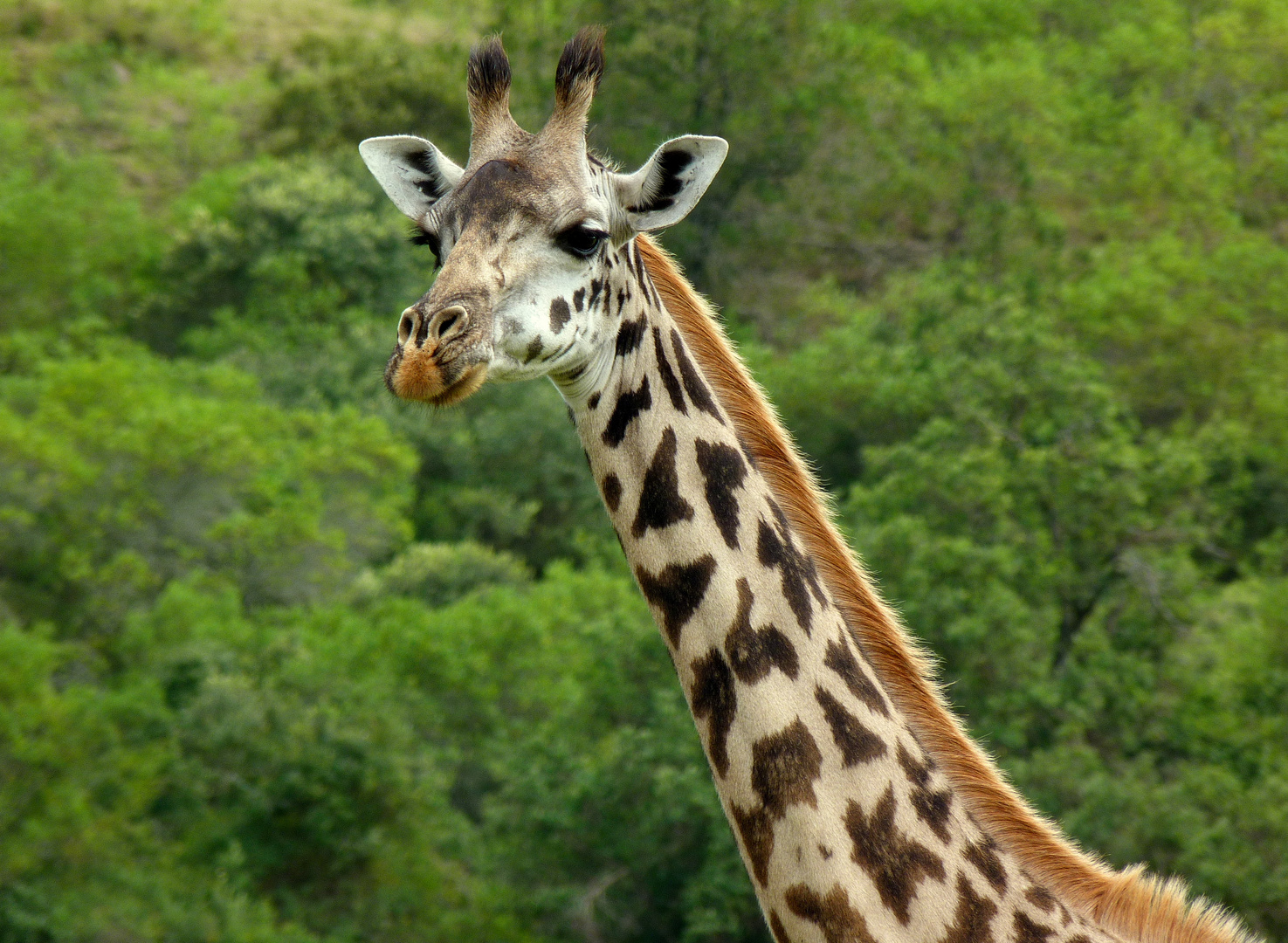 Giraffenlady im Arusha-Nationalpark