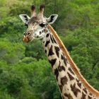 Giraffenlady im Arusha-Nationalpark