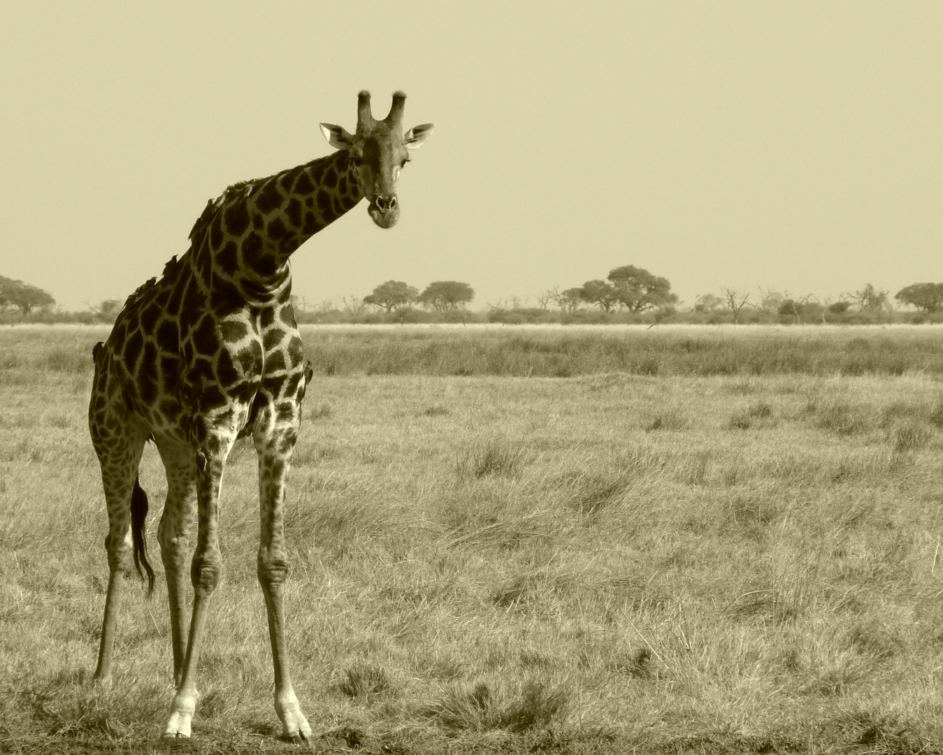 Giraffenlady in der Savuti Marsh