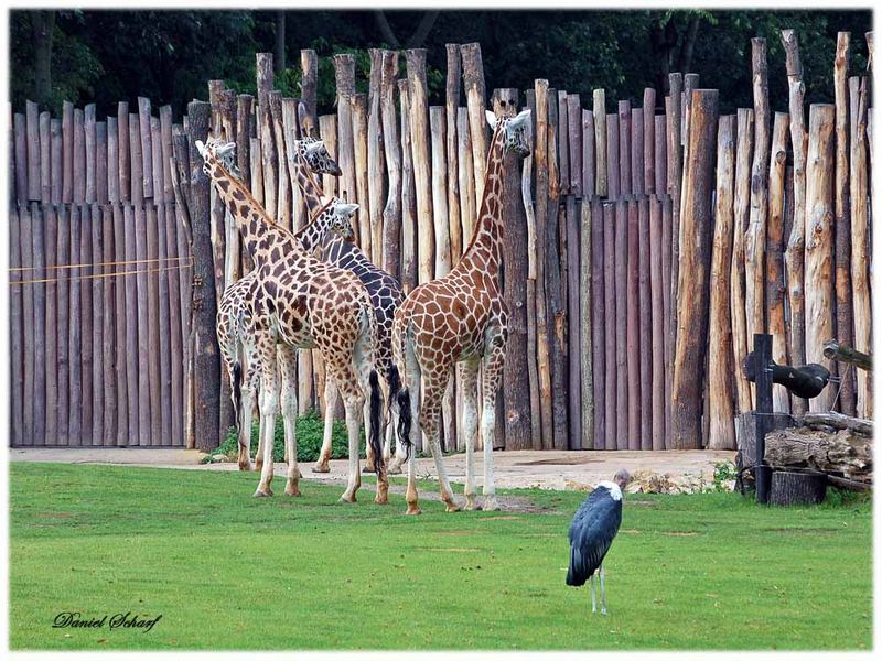 Giraffenland im Leipziger Zoo