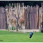 Giraffenland im Leipziger Zoo