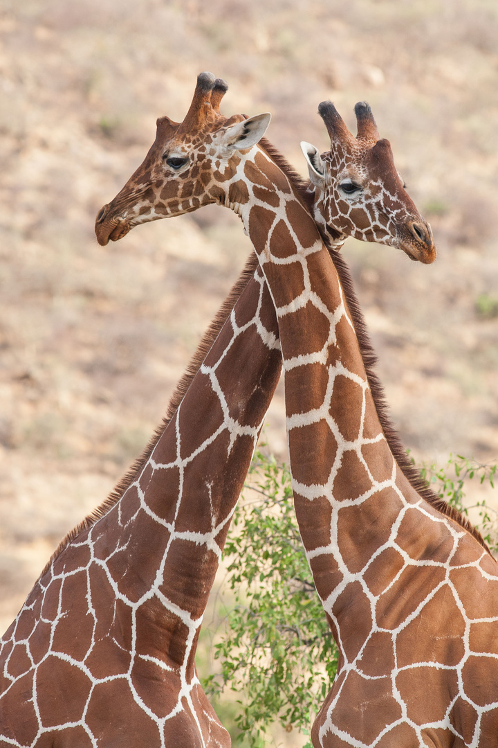 Giraffenliebe?