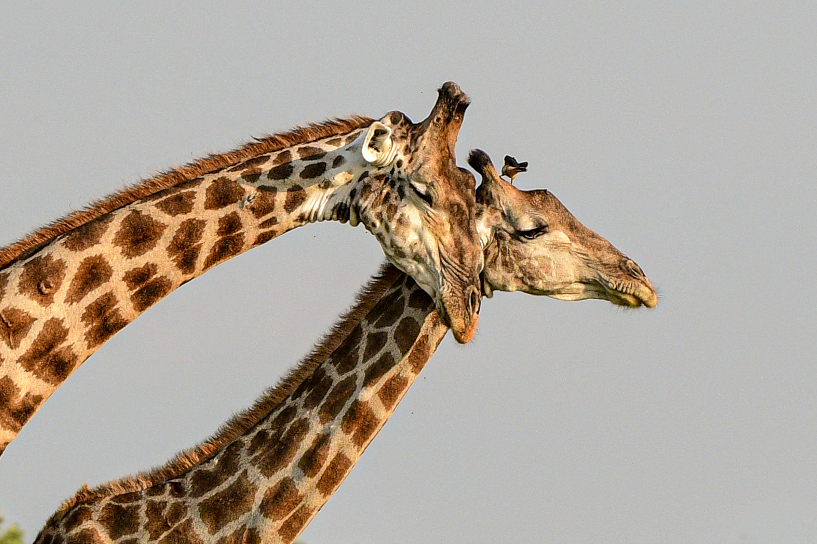 Giraffenliebe