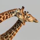 Giraffenliebe