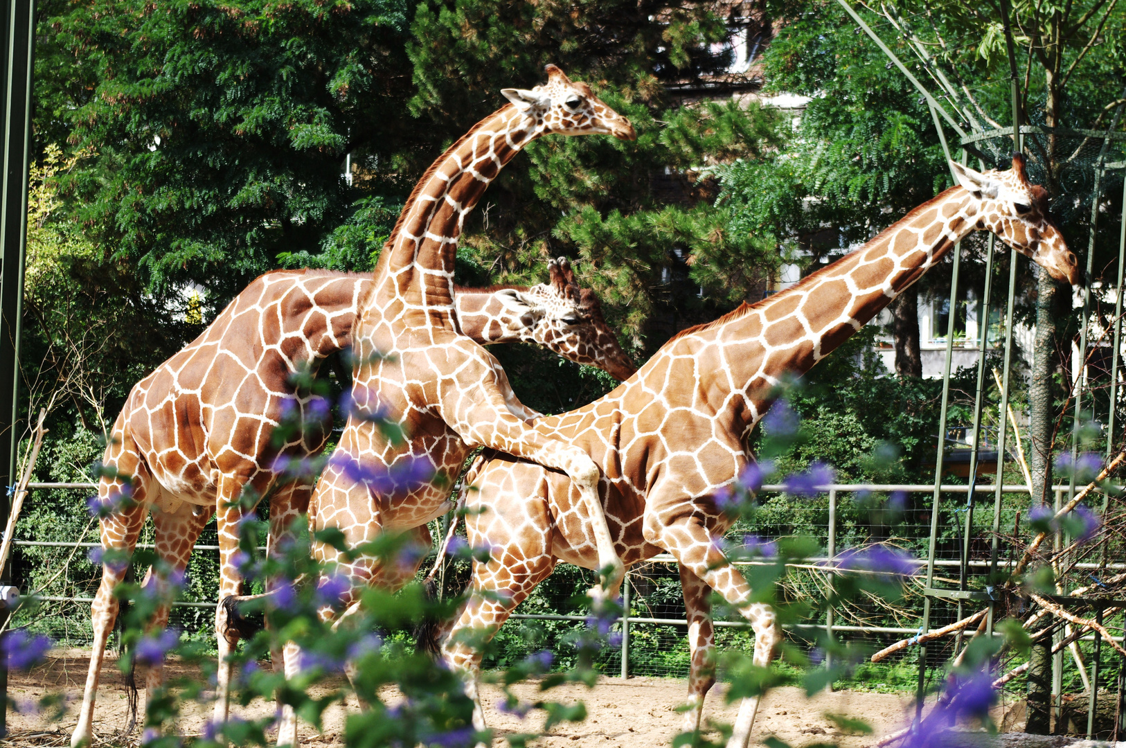 Giraffenliebe