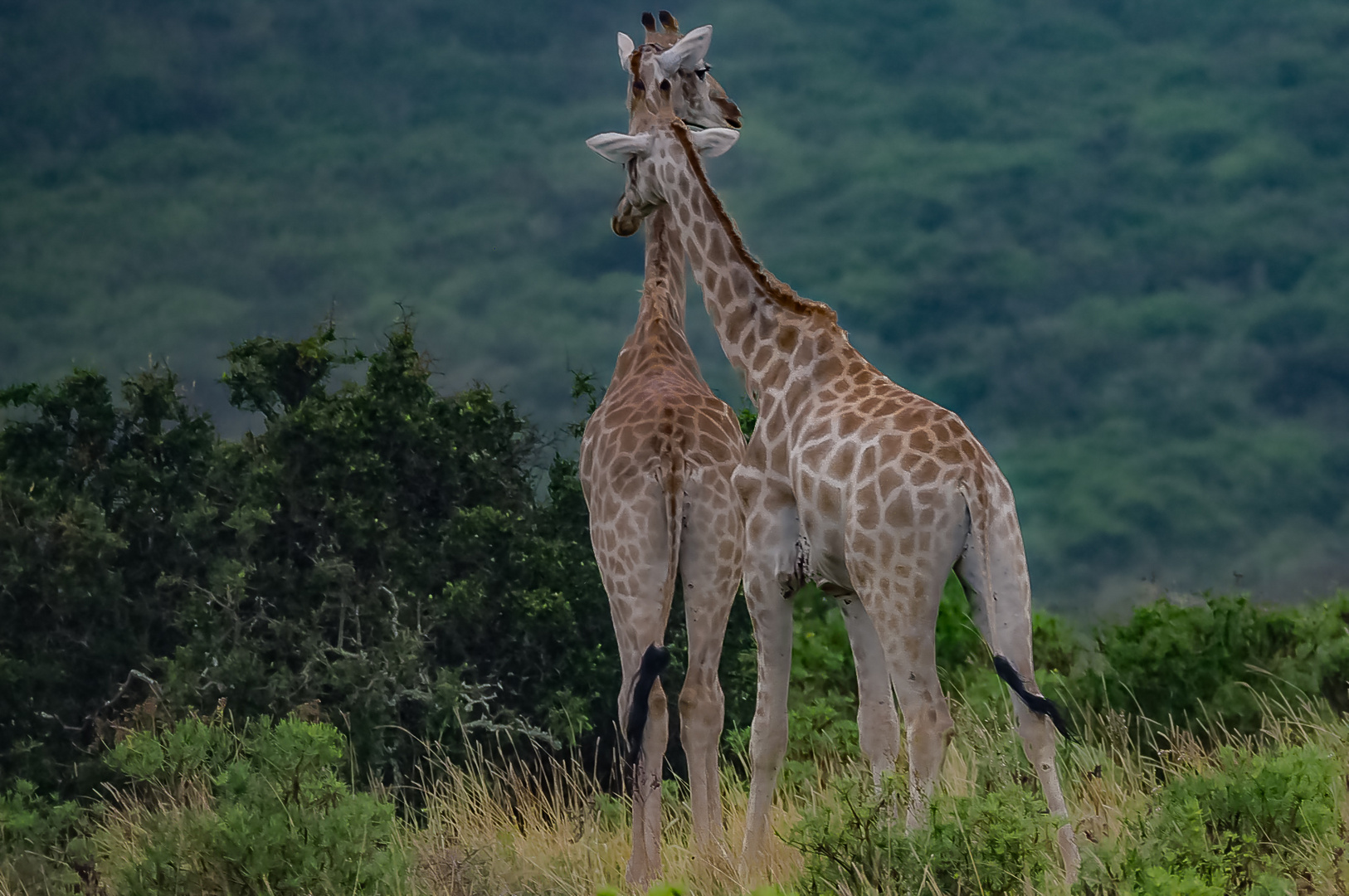 Giraffenliebe