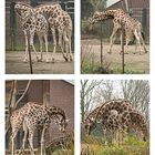 Giraffenliebe