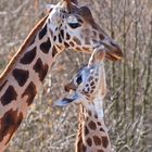 Giraffenliebe