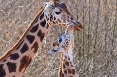 Giraffenliebe