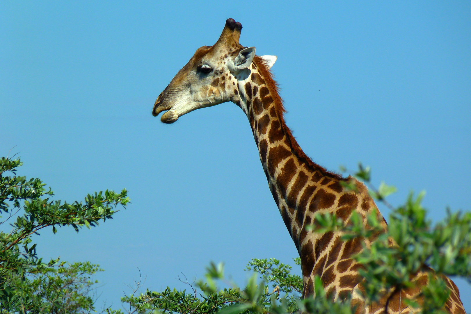 Giraffenmännchen hat den Überblick!