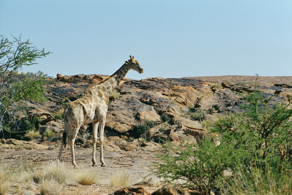 Giraffenmama mit Kind