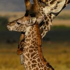 Giraffenmama und ihr Junges