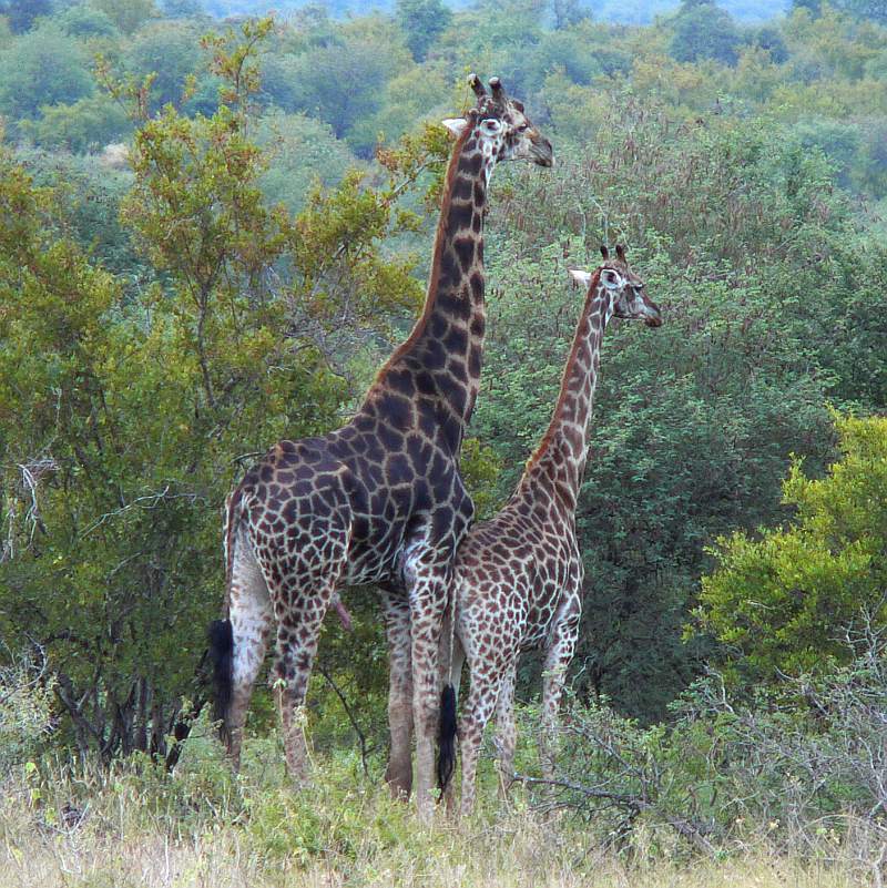 Giraffenmann hat Bock...