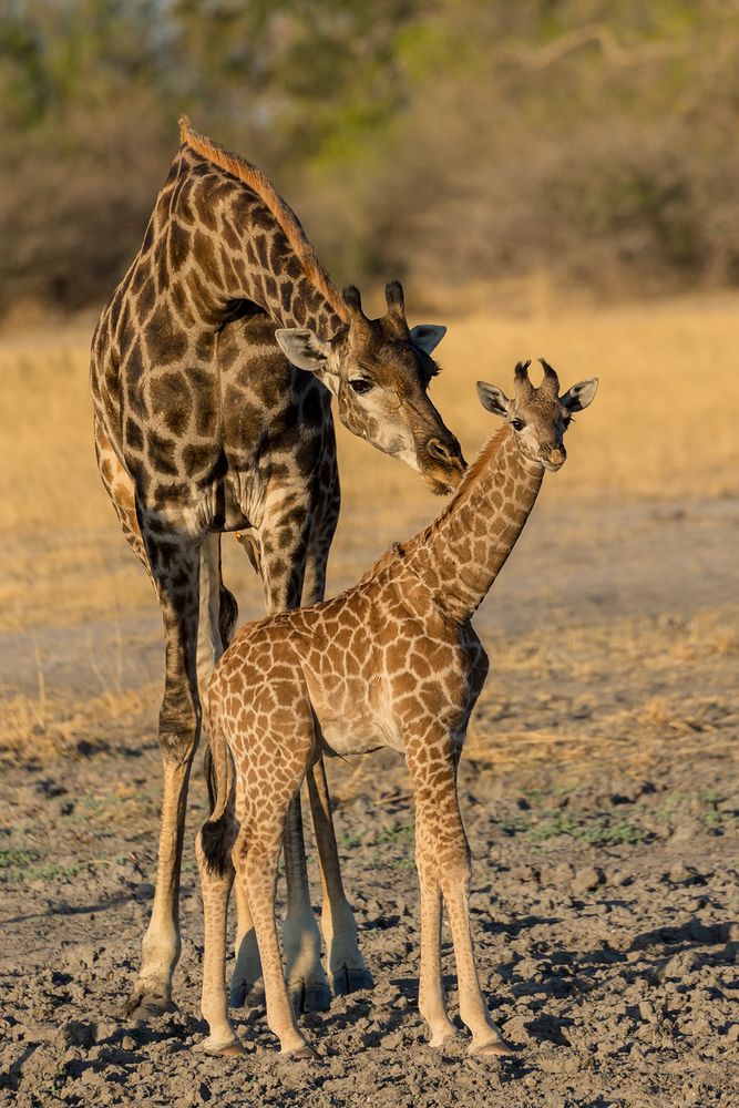 Giraffenmutter mit Jungtier