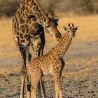 Giraffenmutter mit Jungtier