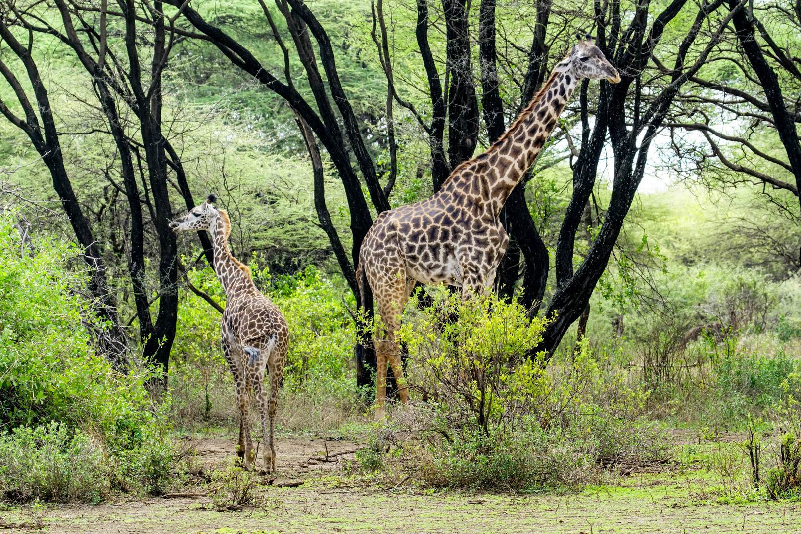 Giraffenmutter mit Kind