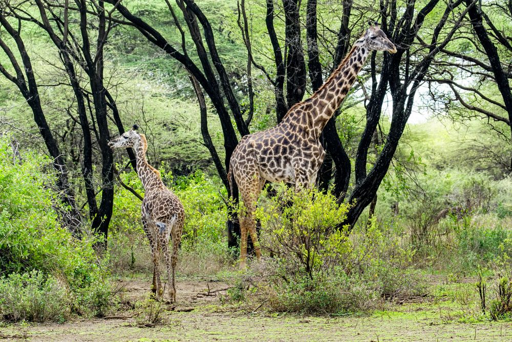 Giraffenmutter mit Kind