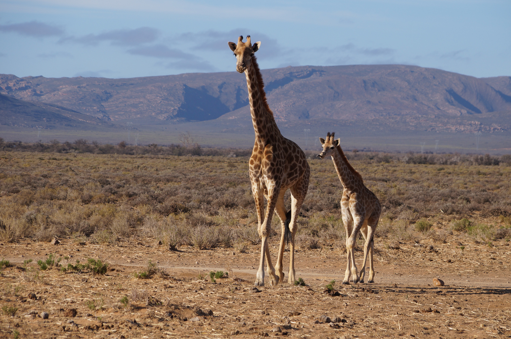 Giraffenmutter mit Nachwuchs