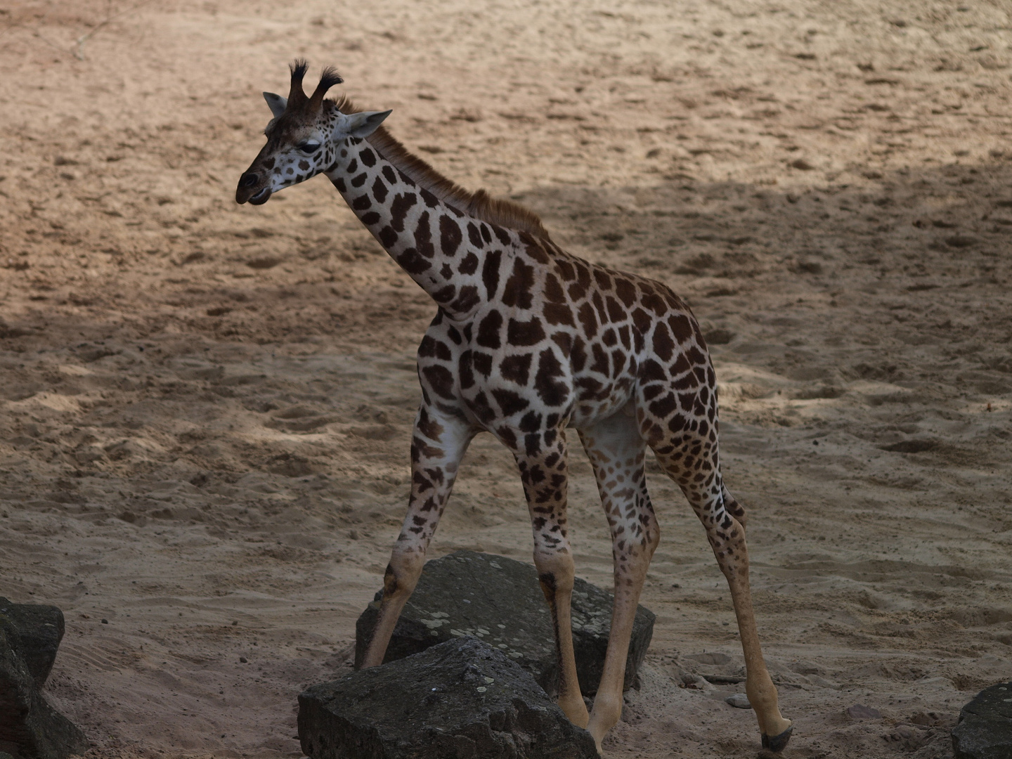 Giraffennachwuchs